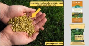 Corn Gluten Meal