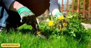 Hand-pulling weed