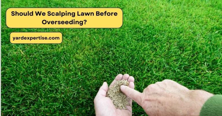 Should You Scalp Lawn Before Overseeding?